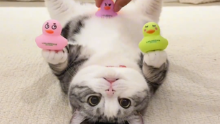 鸭力山大猫