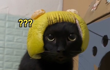 أين توجد الحيوانات الغريبة؟ 154