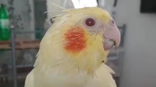 red eyes lutino cockatiel dancing! and this is skye!!!