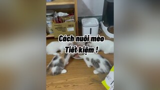 Mấy nay đăng Vid bị xoáaaaa hoài 😂😂 mèo cute cat TikTokDieuKy