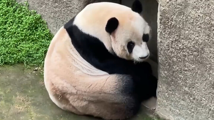 210312 Giant Panda Yuanxin: Hilarious & Hilariously Cute Moments — Fu Bao’s Dad Is Seriously Too Fun