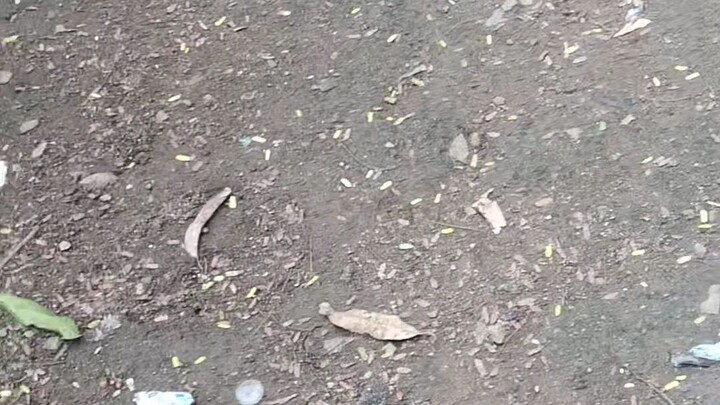slomo ni bulag