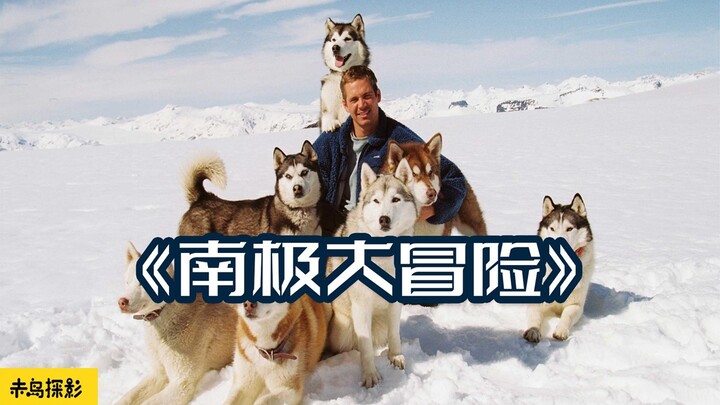 雪橇犬175天绝境求生，原地等待主人救援