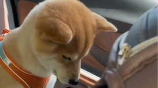 The first batch of dogs who went home for the Chinese New Year vomited and fainted in the car!