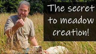 Hay Meadow Creation with yellow rattle