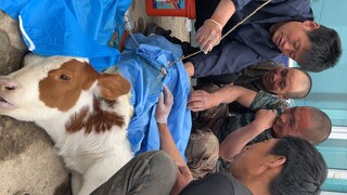 Calf surgery removed the "hanging rope" and a large number of parasites!