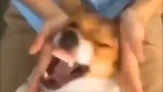 Dog: What are you looking at? Call the police—right now!