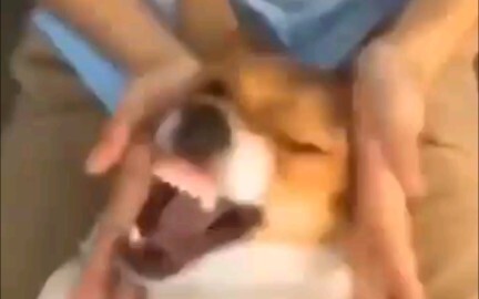 Dog: What are you looking at? Call the police—right now!