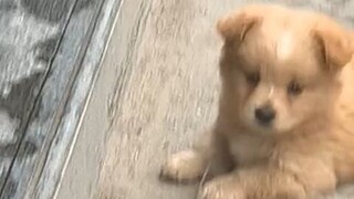 No little dog can resist munching munching munching #Country Dogs Are So Cute - 2