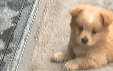 No little dog can resist munching munching munching #Country Dogs Are So Cute - 2