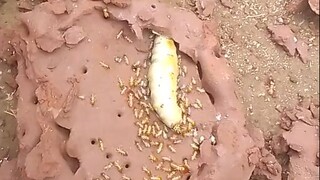 In case you've never seen a plump queen termite... bug-phobes, proceed with caution!