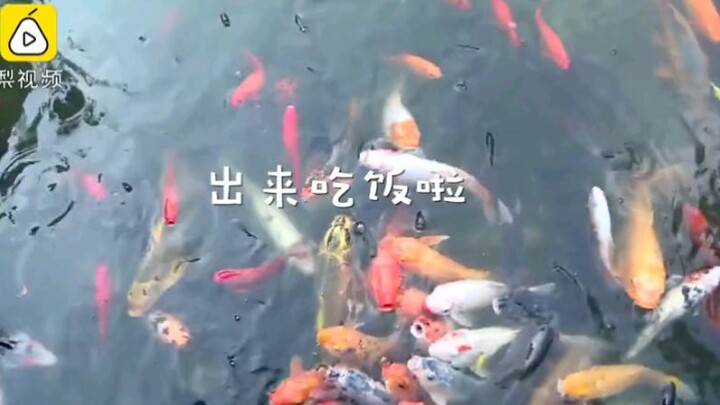 Ikan koi selebritas internet seberat 40 kg asal Chongqing yang dikenal dengan nama “Mang Zi” telah m