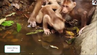 thiên Nhiên Hoang Dã. Thế Giới Động Vật-P35