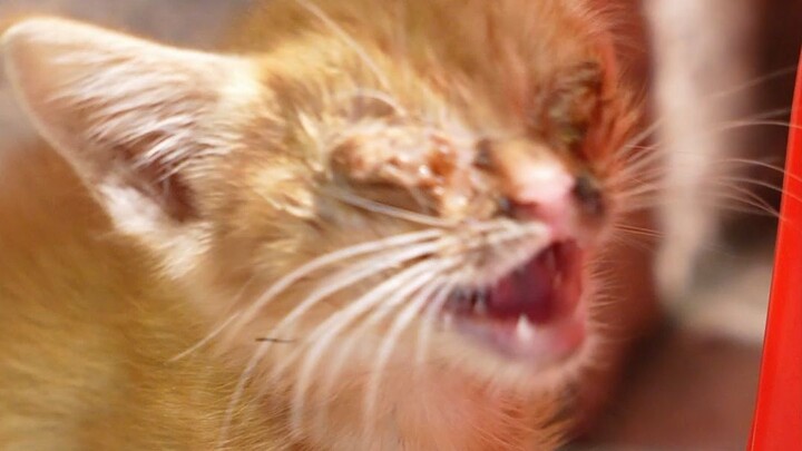 Cứu một chú mèo, rồi... cửa hàng của tôi chẳng bao giờ đuổi được “nó” đi nữa!