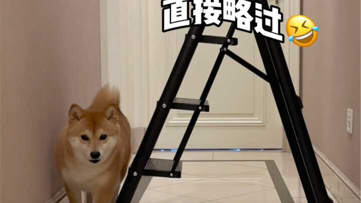 Cuma naik tangga, anjing udah nggak bisa lihat aku???