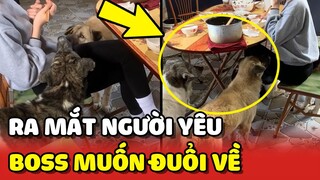 Dẫn người yêu về RA MẮT nhưng chó trong nhà cứ muốn ĐUỔI ĐI 😂 | Yêu Lu