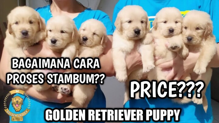 GOLDEN RETRIEVER PUPPIES CUTE || PROSES STAMBUM || GOLDEN VALLEY KENNEL SALATIGA