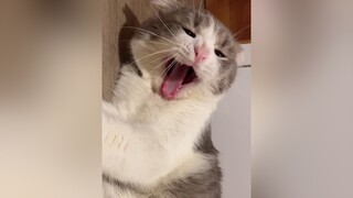 😴🥱 cat catsoftiktok foryou fyp