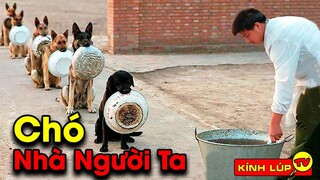 🔥 7 Khả Năng Kinh Ngạc Của Chó Khiến Các Đại Gia Bỏ Tiền Tỷ Để Sở Hữu Chúng Phần 2 | Kính Lúp TV