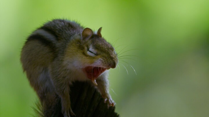 How difficult is it for a chipmunk to live one more year in the forest~