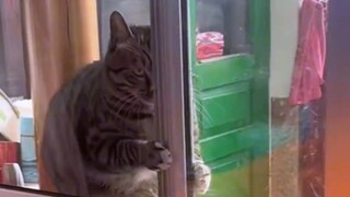 Membuka jendela # Perilaku membingungkan kucing Kucing memeriksa...