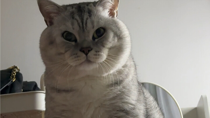 Đại Tráng ngày nào cũng chờ chui vào chăn của tôi.