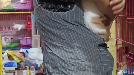 Tolong aku, tolong bantu aku! Anak kucing tidak membiarkan orang melakukan sesuatu‼ ️