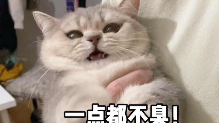 Kucing kecil menginjak kotorannya sendiri dan malah ngotot!