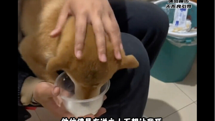 “上帝不让我奔跑，但我只听主人的”