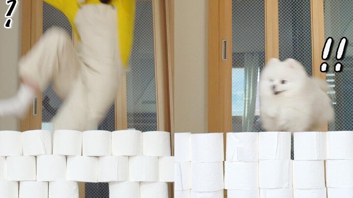 We challenged ourselves to climb over a wall made of toilet paper with our little dog—turns out...