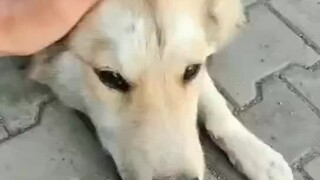 I met a paralyzed stray dog on the national highway. I regretted not taking it with me. I went back 