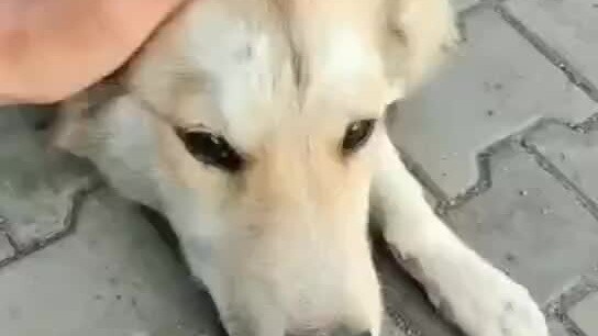 I met a paralyzed stray dog on the national highway. I regretted not taking it with me. I went back 