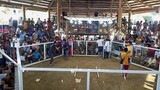 3 cocks derby 300k guaranteed prize  (naka chamba champion po tayo🏆) firstfight binabae