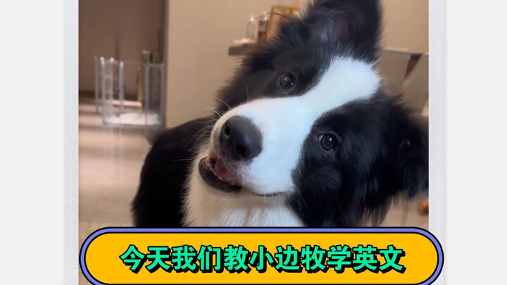 Chú cún Border Collie học tiếng Anh siêu nhanh (Nó còn chê tôi ngu nữa!)