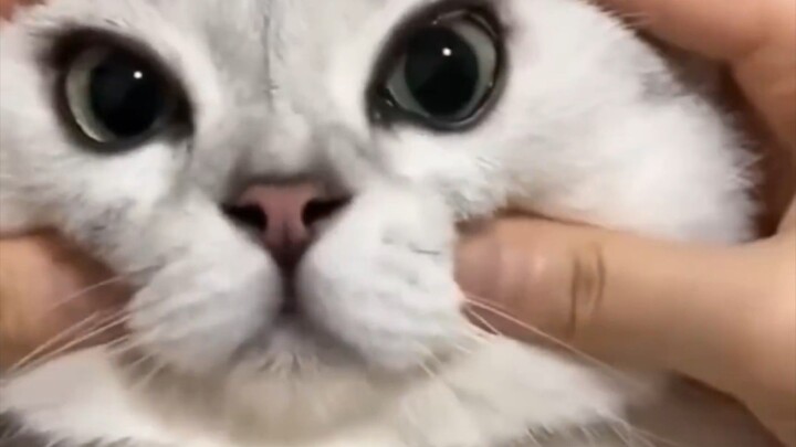 silly cat