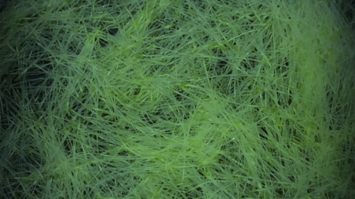 Wensi Radish, Rose Lotus Root.