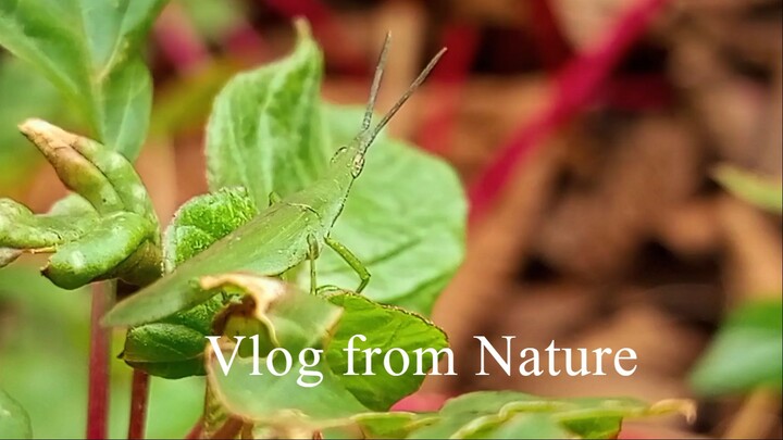 Vlog from Nature 5