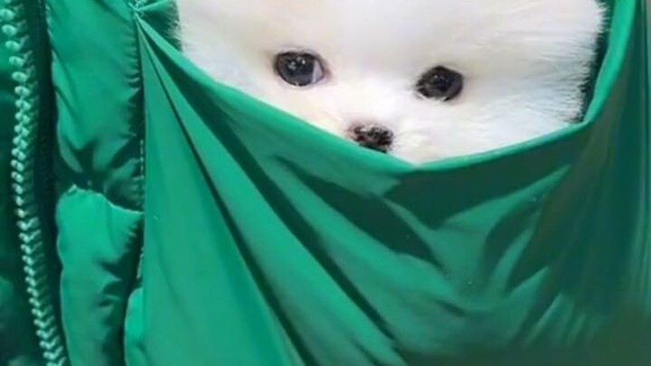 quá dễ thương rồi