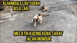 Melatih Kucing Sakit Setruk Jalan Mundur Alhamdulillah Sudah Mulai Sembuh..!