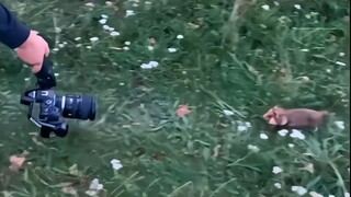 「野外捕捉动物们的可爱治愈瞬间」