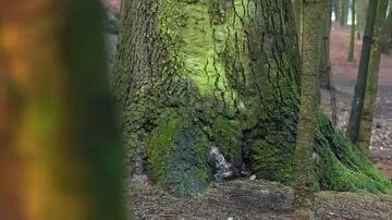 Spanish. Appreciate life.