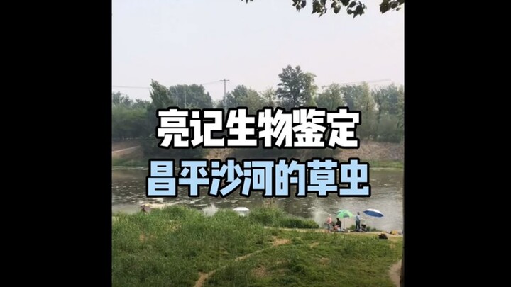 حشرات العشب في شاهه، تشانغ بينغ، بكين