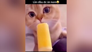 Lần đâu ăn kem nên hơi bỡ ngỡ😂fyp xuhuong fypシ TikTokDieuKy onhavanvui ONhaGiaiTri hàihước vui cats meow