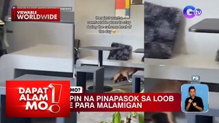Mga aso, pinasok sa isang cafe para malamigan | Dapat Alam Mo!