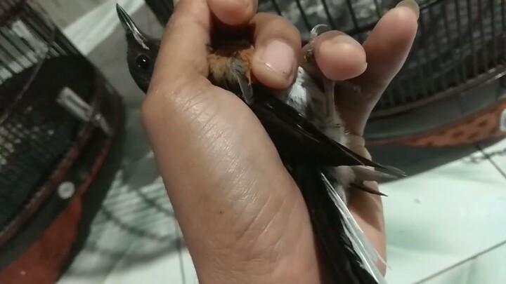Rejeki dapat barang bagus !! Murai batu trotol Perut putih