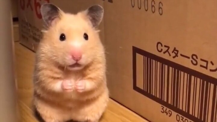 Hamster: Kali ini kita buat para hamster bangga!