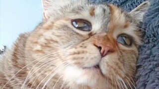 This feeling makes cats intoxicated