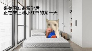 【猫meme】记录我第一次去看安宥真
