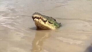 凶猛无比的鳄鱼，为什么见到海牛就怂了？海牛比鳄鱼还凶？