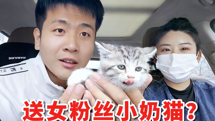 Mengendarai mobil untuk mengantarkan kucing kepada penggemar perempuan, siapa sangka dia malah memba